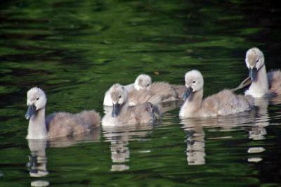 Прикрепленное изображение: 801.jpg